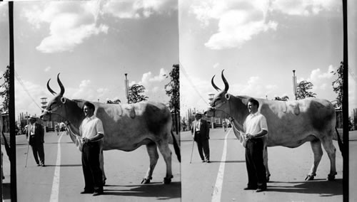 "Lone Star," largest cow in the world, Mother, a small Jersey Cow, Weighing 530 lbs., Sire, a Brahma of ordinary size--weight 2800 lbs., height 73", 8 ft. 8 in. girth, owned by Miss Jeanne Manlsby, San Antonio, Texas