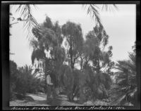 Acacia pendula specimen at the James Waldron Gillespie residence (El Fureidis), Montecito, 1912