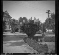 Yucca gloriosa, Claremont, 1912