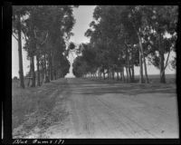 Blue gum (?) eucalyptus trees lining a road, 1912-1915