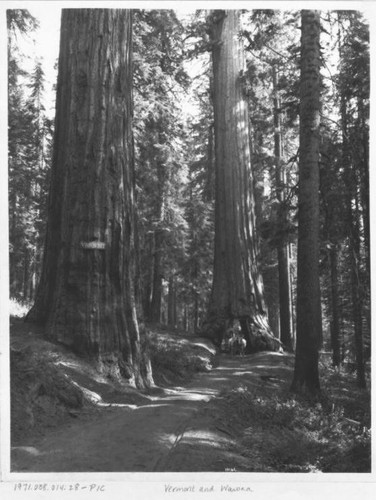 Grizzly Giant (Sequoia); Vermont and Wawona [redwood tree drive-through, ca. 1900-1910]