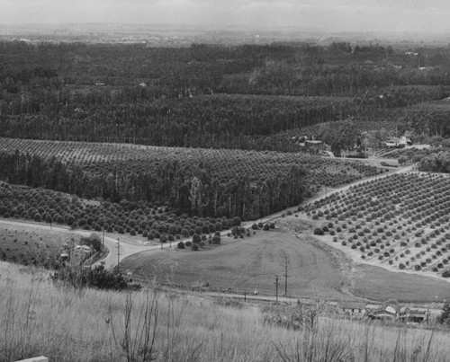 View of rural Orange County with homes, farm buildings, orange groves and tall eucalyptus trees to shelter the groves from the wind
