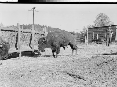 The Buffalo Ranch near Redding, Calif