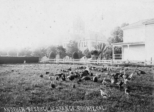 Turkeys in front of Orange County Courthouse in 1906