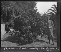 E. W. Hadley standing beside a Nephelium litchi, Santa Barbara, 1912