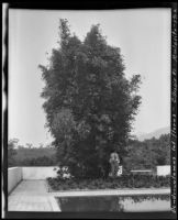 Dendrocalamus latiflorus (giant Taiwanese bamboo), at the James Waldron Gillespie residence (El Fureidis), Montecito, 1912