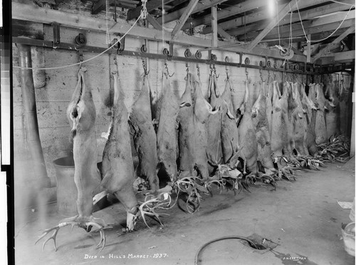 Deer in Hill's Market - 1937