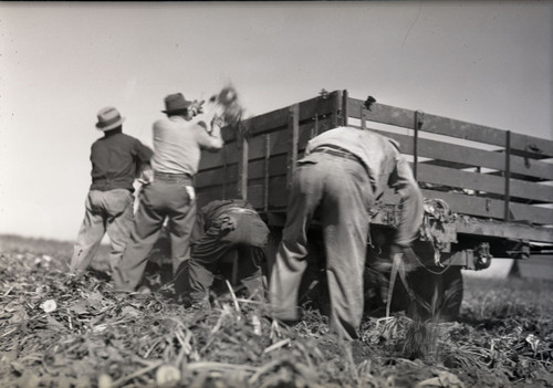 Four Mexican workers harvesting sugar beets beside a truck