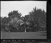 Lawn and group of palm trees at Alameda Park, Santa Barbara, 1912