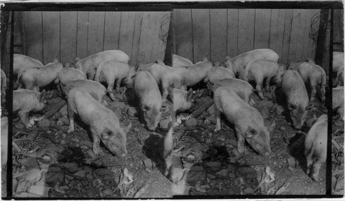 Hogs on Lewis Farm, Hammondsport, N.Y
