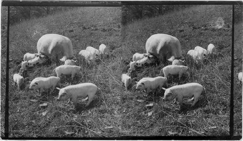 Hogs on Lewis Farm, Hammondsport, N.Y