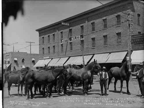 This-Is-The-Best-County-For Draft-Horses-In-Calif.; Four-Car-Load-Of-Horses-Leaving-Alturas-Modoc-Co. Weighing-From 1600-1900-Purchased-By-Dr.Hardorn. July-12-16