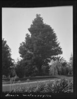 Acacia melanoxylon specimen, Santa Barbara area (?), 1912 (?)