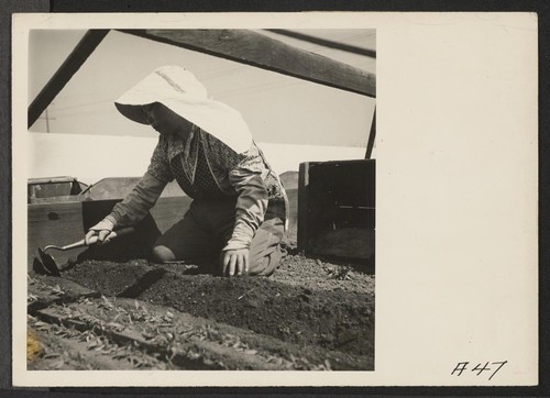 Transplanting tomato plants in a section where, before evacuation, ranches were operated by farmers of Japanese ancestry. Evacuees will be housed in War Relocation Authority centers for the duration. Photographer: Lange, Dorothea Centerville, California