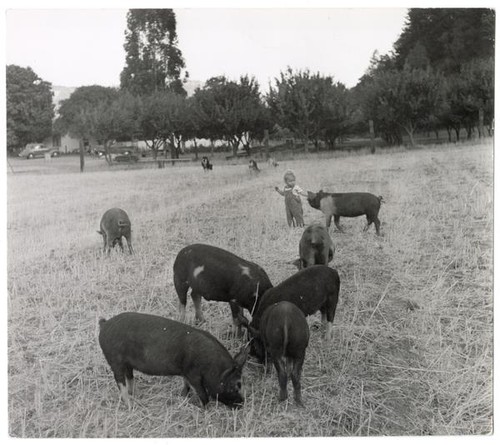 A child among grazing pigs
