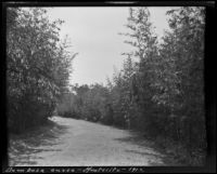 Road lined with bambusa aurea (bamboo), Montecito, 1912
