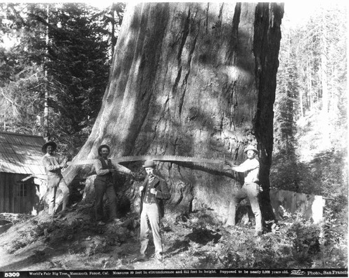 World's Fair Big Tree, ca. 1892