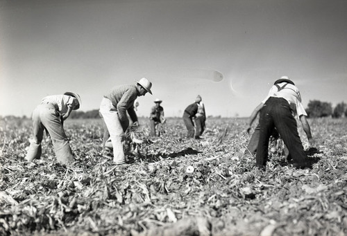 Eight Mexican workers topping sugar beets in Clarksburg, California
