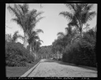 Cocos palm at the estate of Henry E. Huntington (later Huntington Botanical Gardens), San Marino, 1912