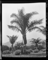 Coconut palm at the Sawyer Place, Montecito, 1912