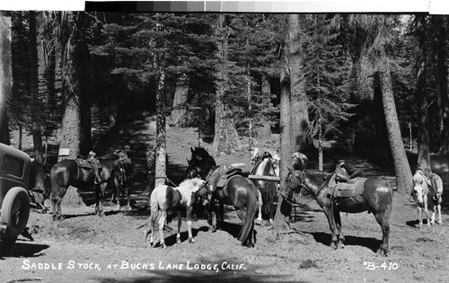 Saddle Stock, at Bucks Lake Lodge, Calif