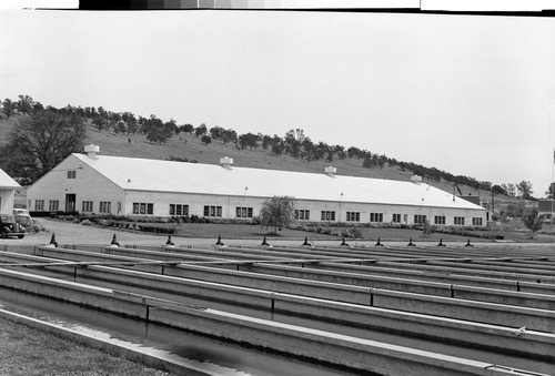 State Fish Hatchery at Balls Ferry near Anderson, Calif