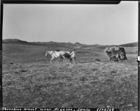 Man with a horse team and cart threshing wheat near Pizarra, Spain, 1929