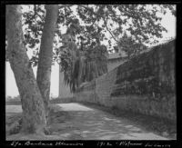 Sycamore tree outside of the wall of the Santa Barbara mission, Santa Barbara, 1912