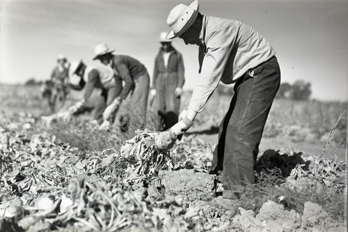 Five Mexican workers harvesting sugar beets