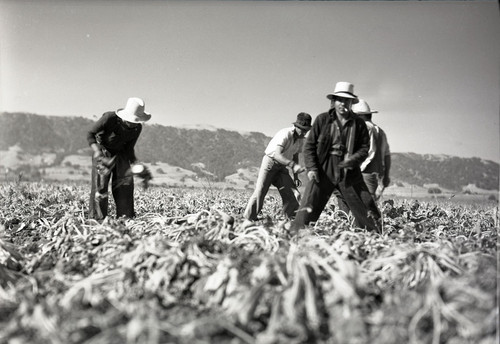 Four Mexican workers harvesting sugar beets, one worker looking at the camera