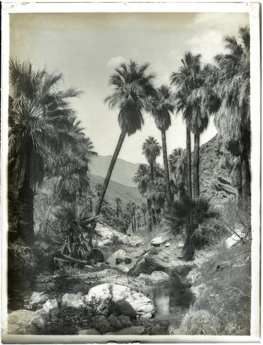 Boulders and palm trees in a Palm Canyon, Agua Caliente Indian Reservation, circa 1901
