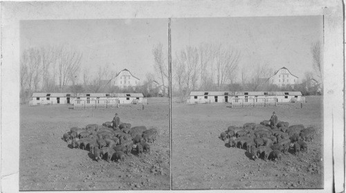 Alfalfa [Alfalfa] raised Poland-China hogs feeding on corn, on a Nebr. ranch. Nebraska. [1733 Ranch]
