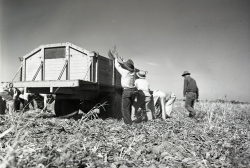 Five Mexican workers tossing sugar beets into a truck at Robert Barr's fields