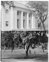 Auditorium, University of Hawaii, Honolulu, and Kigelia tree, 1930