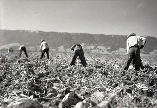 Four Mexican workers harvesting sugar beets