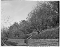 Harvey Mudd residence, terraced gardens of trees and daffodils, Beverly Hills, 1933