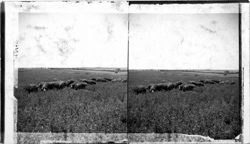 Thrifty and Contented Hogs (Poland China) in Rich Alfalfa Pasture, Kansas