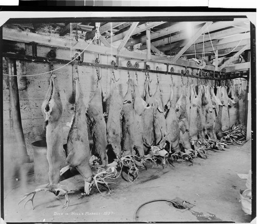 Deer in Hill's Market -1937-