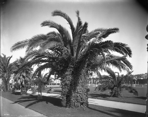 Avenue of palms outside the Horticulture building