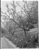 Harvey Mudd residence, terraced gardens of trees and daffodils, Beverly Hills, 1933