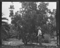 Man in front of a Cinnamomum zelaynicum (Cinnamon tree) at the James Waldron Gillespie residence (El Fureidis), Montecito, 1912