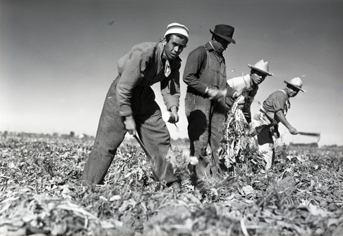 Four Mexican workers harvesting sugar beets