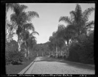Cocos palms at the estate of Henry E. Huntington (later Huntington Botanical Gardens), San Marino, 1912