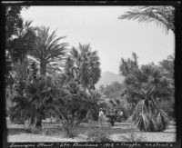 Australian palms on the Sawyer property, Montecito, 1912