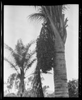Queen palm at the Sawyer place, Montecito, 1912