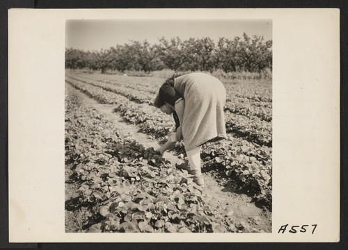 Picking strawberries before evacuation on a Santa Clara County ranch operated by farmers of Japanese descent. Evacuees of Japanese ancestry will be housed in War Relocation Authority centers for the duration. Photographer: Lange, Dorothea Mountain View, California