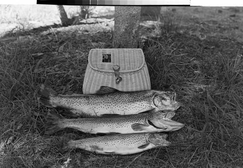 21-Lbs. of Fish at Medicine Lake Lodge, Medicine Lake, Calif. 11-Lb. 6-Lb. 4-Lb