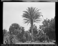 Palm tree specimens at the Sawyer Place, Montecito. 1912