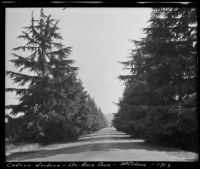 Santa Rosa Avenue lined with cedrus deodara trees, Altadena, 1913