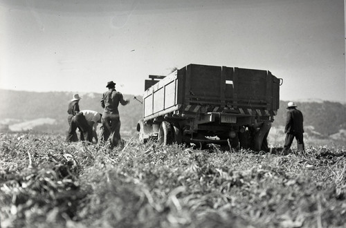 Four Mexican workers loading truck with sugar beets